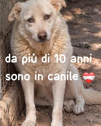 MAMY 13 ANNI taglia media grande