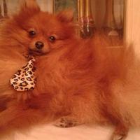 Cane fidanzata per simba volpino Pomerania