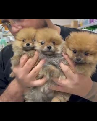 Spitz di Pomerania toy