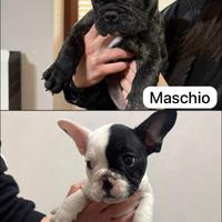 Disponibili ultimi due cuccioli Bulldog francese