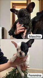 Disponibili ultimi due cuccioli Bulldog francese