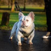 Monta B F Lilac tan platinum Fluffy/bs