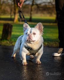 Monta B F Lilac tan platinum Fluffy/bs