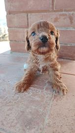 Cucciolo di cavapoo maschio