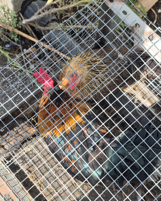 Galline ornamentali