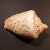Cymbiola Nobilis Conchiglia da Collezione