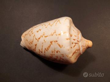 Cymbiola Nobilis Conchiglia da Collezione
