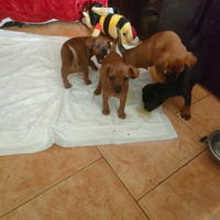 Dipende una piccola pincherina