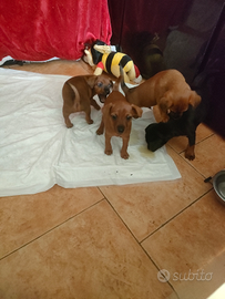 Dipende una piccola pincherina