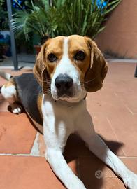 Beagle per monta