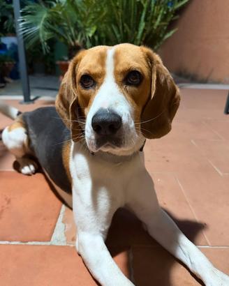 Beagle per monta