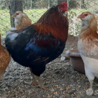 Coppia araucana frumento