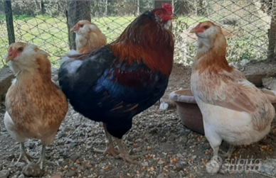 Coppia araucana frumento