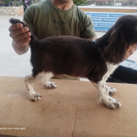 Springer spaniel