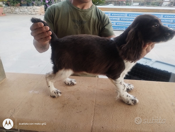 Springer spaniel