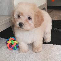 Cuccioli Maltipoo