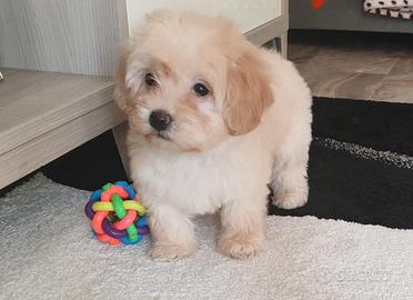 Cuccioli Maltipoo