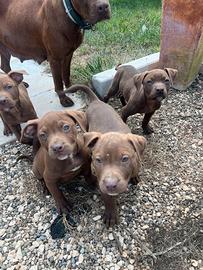 Pit Bull Cuccioli