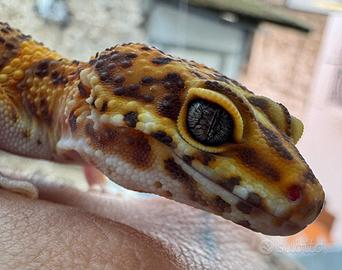 Geco leopardino