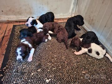 Cane cuccioli da tartufi