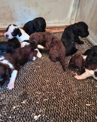 Cane cuccioli da tartufi