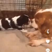 Cucciolo di Cavalier king tricolor con pedigree