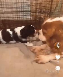 Cucciolo di Cavalier king tricolor con pedigree