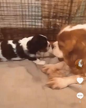 Cucciolo di Cavalier king tricolor con pedigree