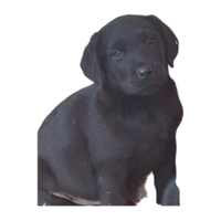 Labrador nero