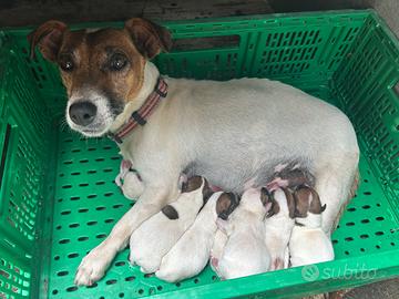 Cuccioli di Jack Russell