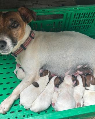 Cuccioli di Jack Russell