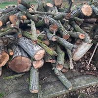 legna da ardere alta qualità (noce)