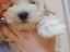 Immagine 5