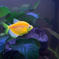 Gymnocorymbus ternetzy