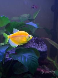 Gymnocorymbus ternetzy