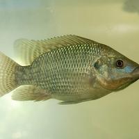 Tilapia