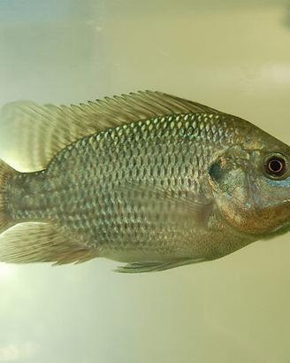 Tilapia