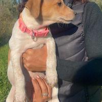 Cucciola con vaccino dolce adotta