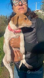 Cucciola con vaccino dolce adotta