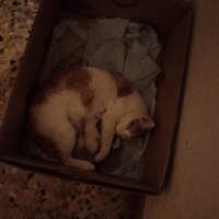 Gattini Meticci