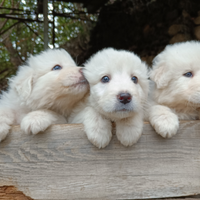 Cuccioli pastore maremmano