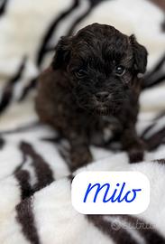 Cuccioli maltipoo