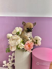 Chihuahua