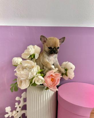 Chihuahua
