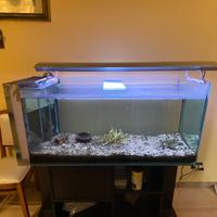Acquario