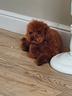 barboncino-toy-pedigree-enci-pagabile-24-rate
