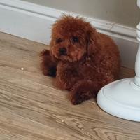 Barboncino TOY PEDIGREE ENCI PAGABILE 24 RATE
