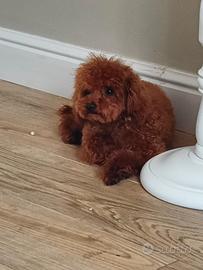 Barboncino TOY PEDIGREE ENCI