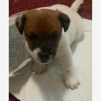 Disponibile jack russel terrier maschio