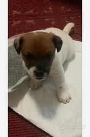 Disponibile jack russel terrier maschio